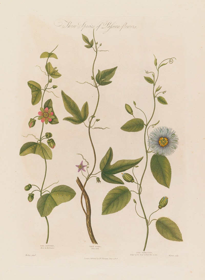 Robert John Thornton - Three Species of Passion-flowers. The Dotted, The Cork, The Serrated