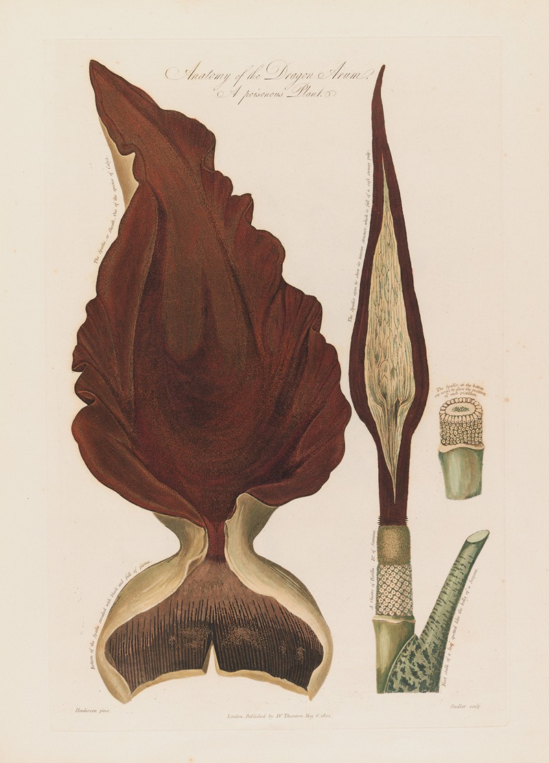 Robert John Thornton - Anatomy of the Dragon Arum. A poisonous Plant