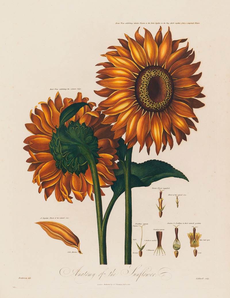 Robert John Thornton - Anatomy of the Sunflower