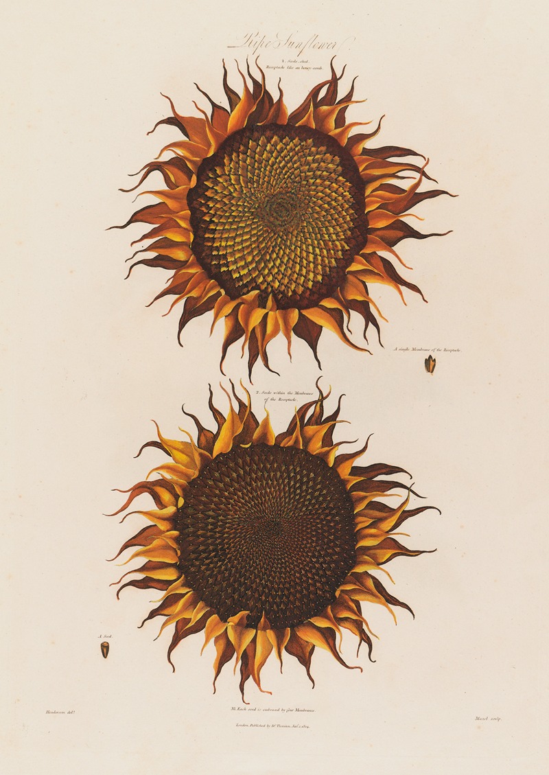 Robert John Thornton - Ripe Sunflower