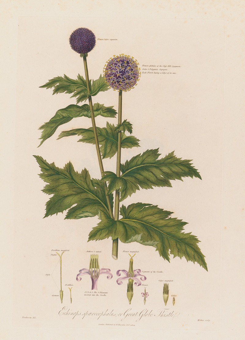 Robert John Thornton - Echinops spaerocephalus ; or Great Globe Thistle