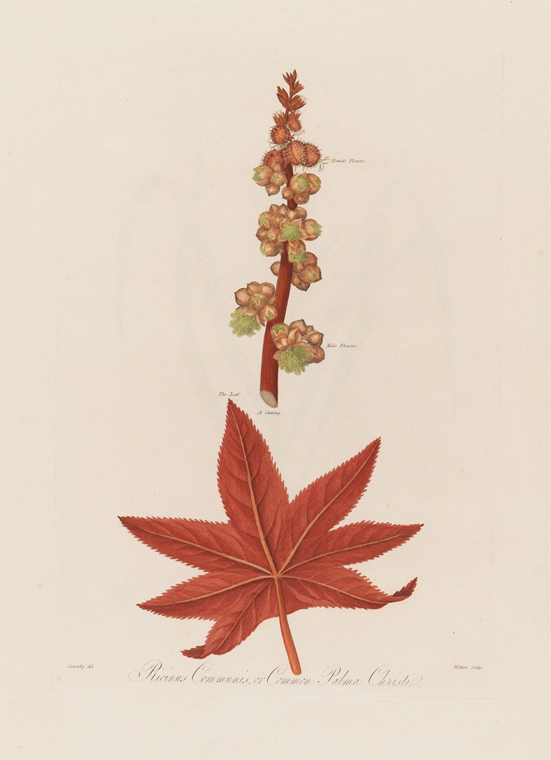 Robert John Thornton - Ricinus Communis, or Common Palma Christi