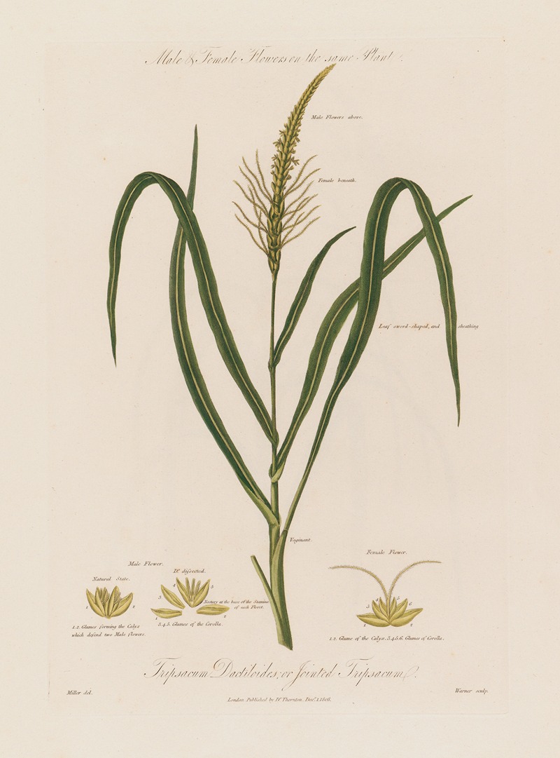 Robert John Thornton - Male & Female Flowers on the same Plant. Tripsacum Dactiloides ; or Jointed Tripsacum