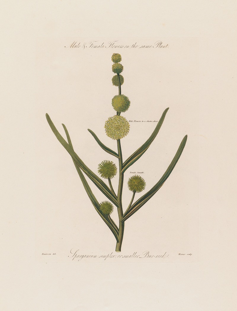 Robert John Thornton - Male & Female Flowers on the same Plant. Sparganium simplex ; or smaller Bur-reed