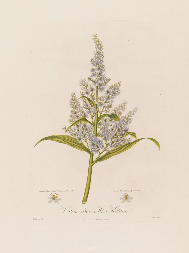 Robert John Thornton - Veratrum album, or White Hellebore