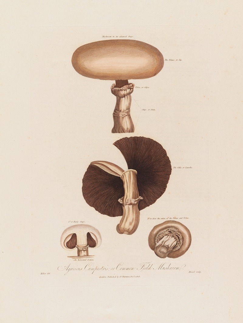 Robert John Thornton - Agaricus Campestris ; or Common Field Mushroom