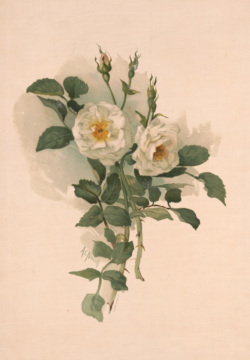 Annie Nowell - White roses on satin