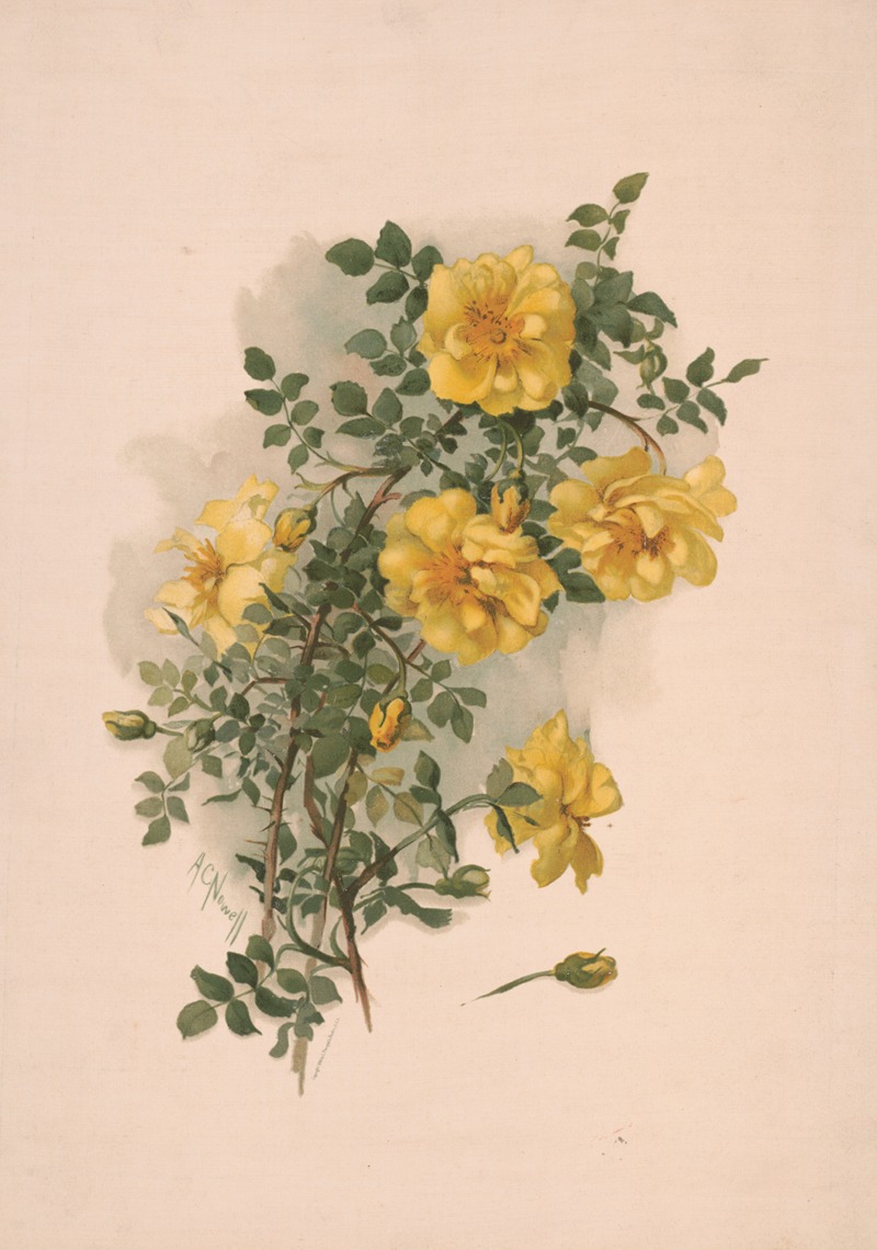 Annie Nowell - Yellow Scotch roses