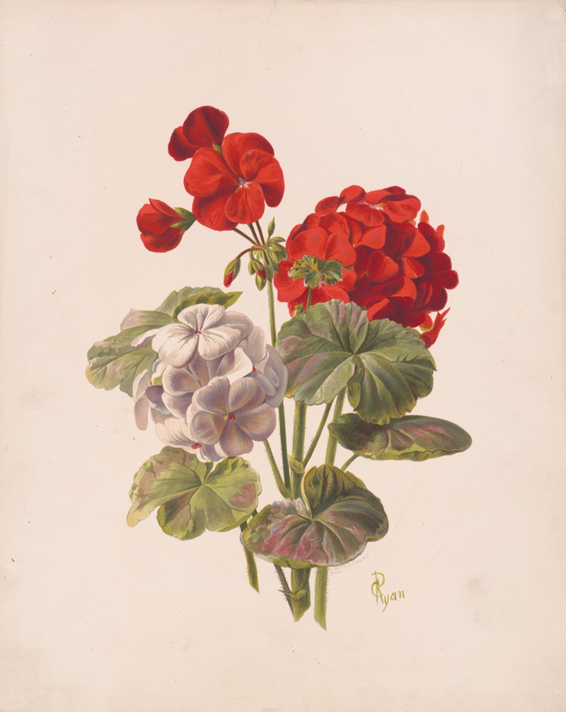 Charles Ryan - Geranium, no. 5