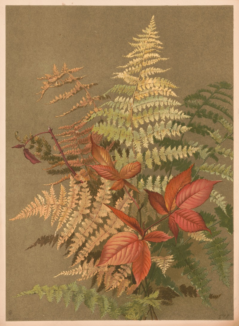 Ellen Fisher - Autumn ferns