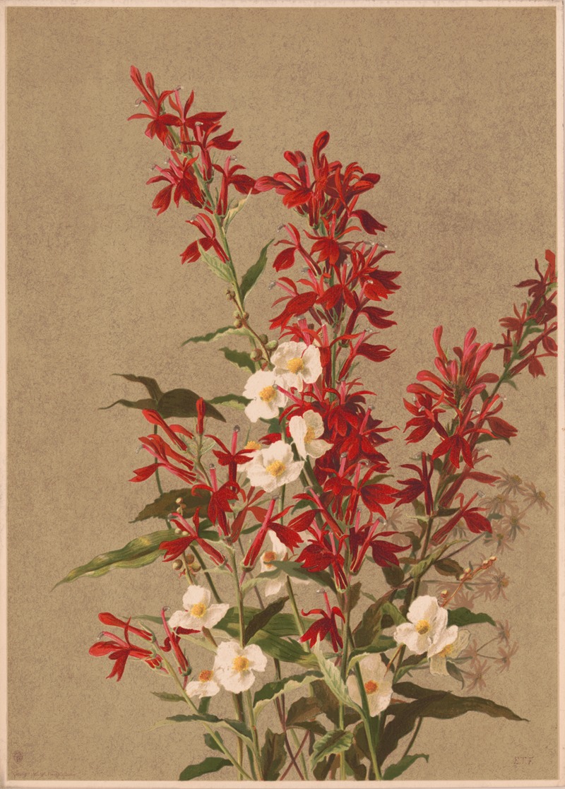 Ellen Fisher - Cardinal flower