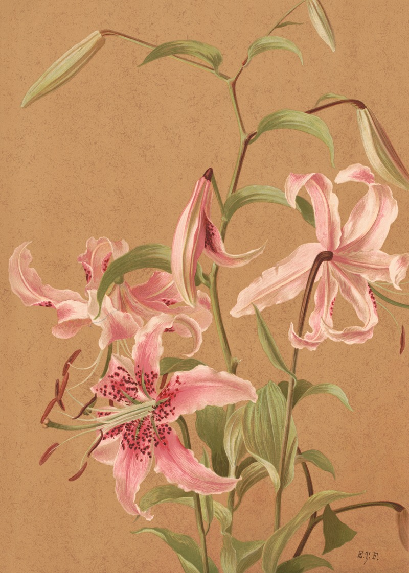 Ellen Fisher - Lilies