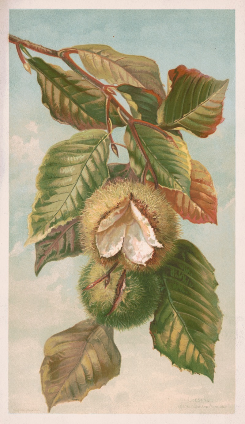 Louis Prang & Co. - Chestnut. Castanea vulgaris, var. Americana