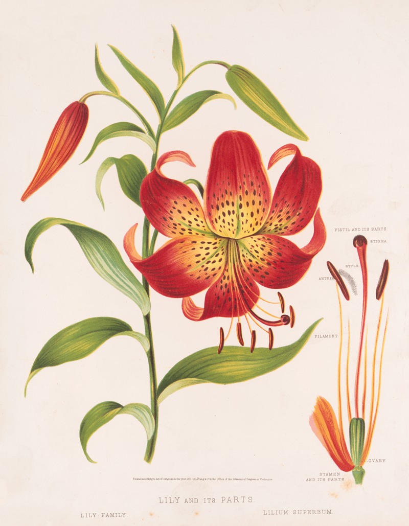 Louis Prang & Co. - Lily and its parts