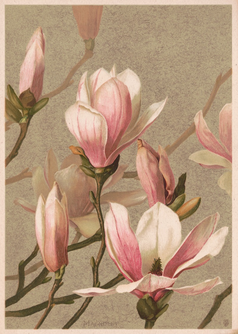 Louis Prang & Co. - Magnolia