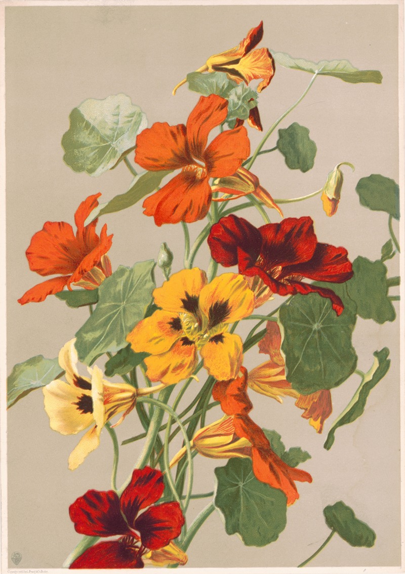 Louis Prang & Co. - Nasturtiums