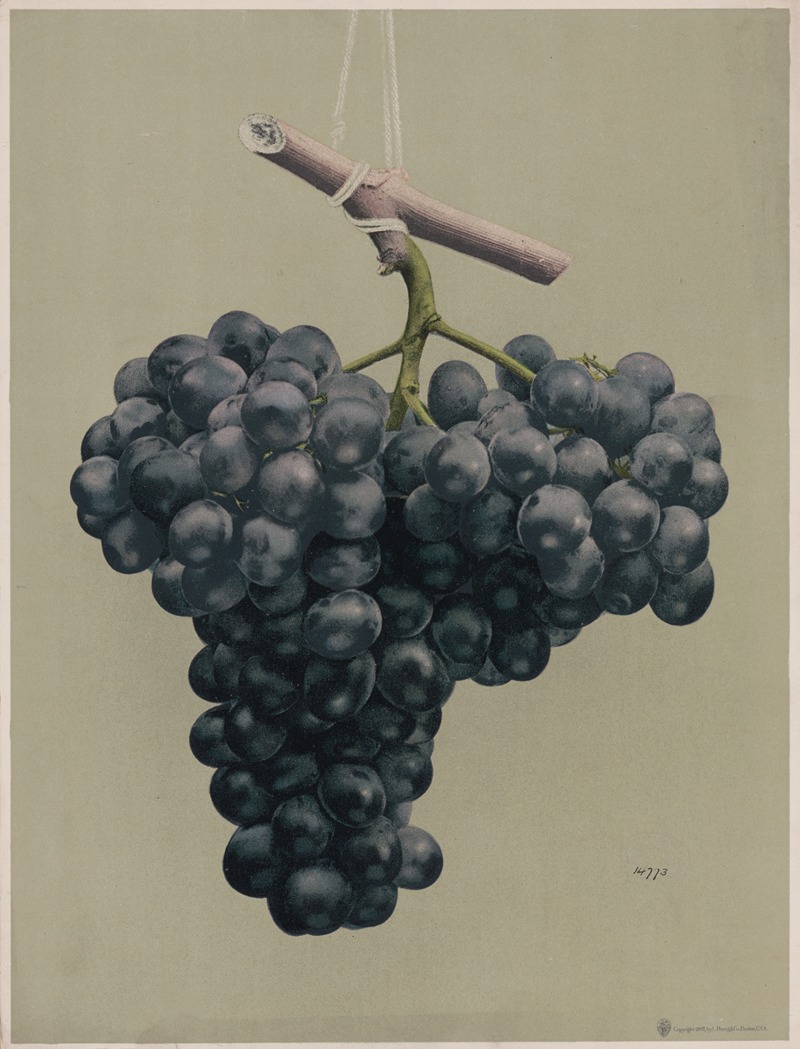 Louis Prang & Co. - Prize black Alicante grapes