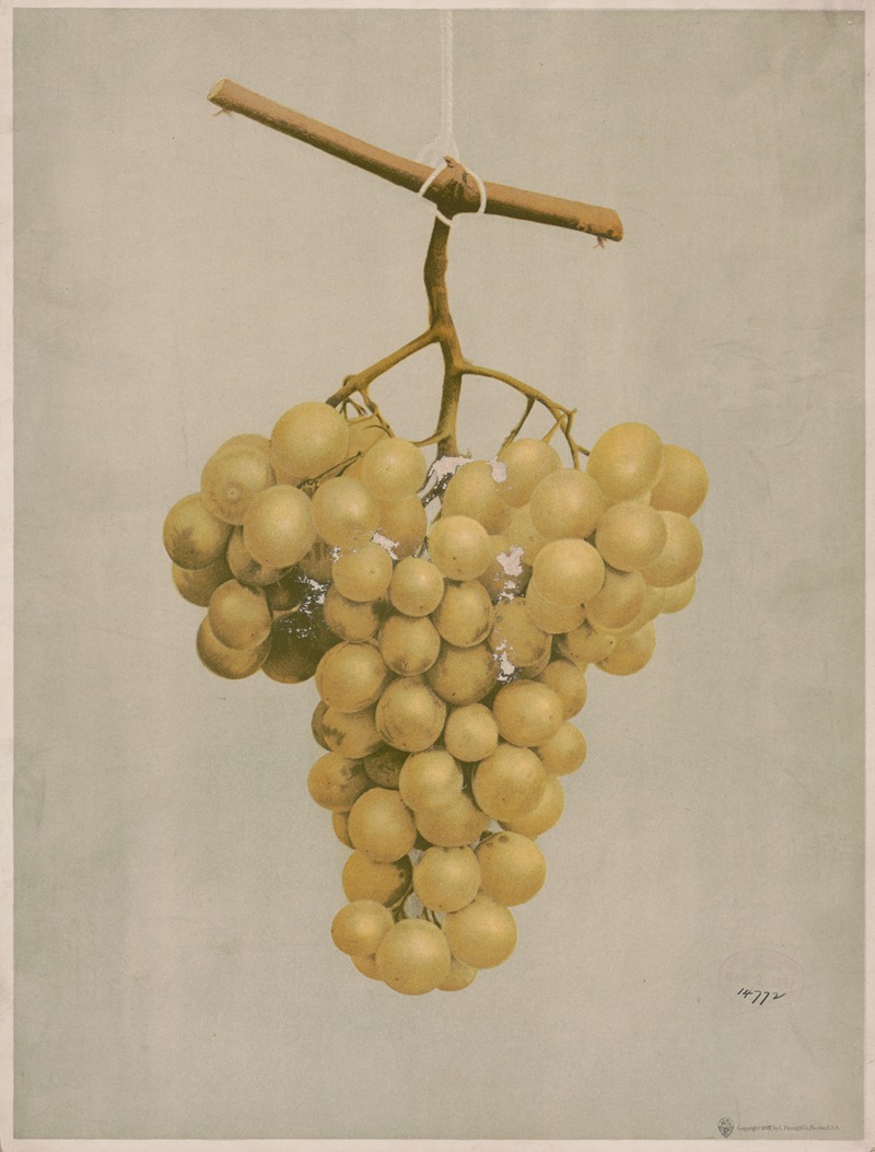 Louis Prang & Co. - Prize golden Hamburg grapes