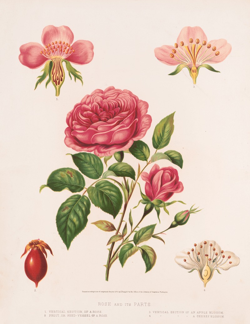 Louis Prang & Co. - Rose and its parts