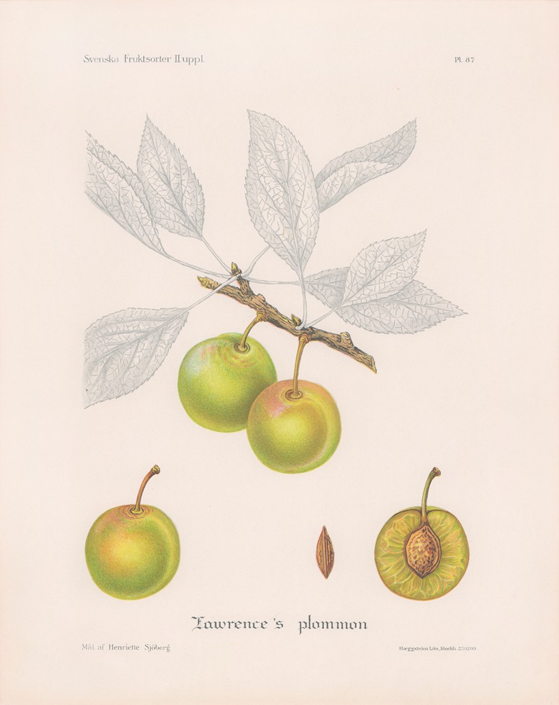 Henriette Sjöberg - Lawrences plommon