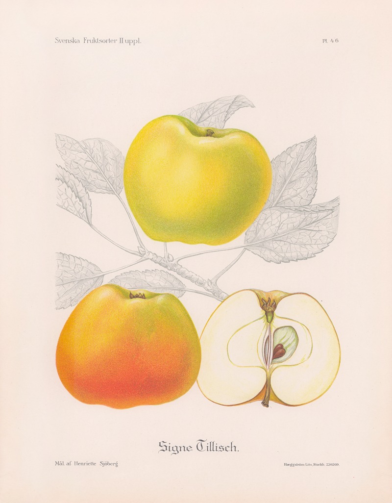 Henriette Sjöberg - Signe Tillisch