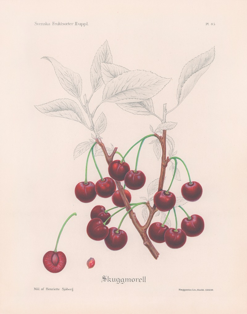 Henriette Sjöberg - Skuggmorell