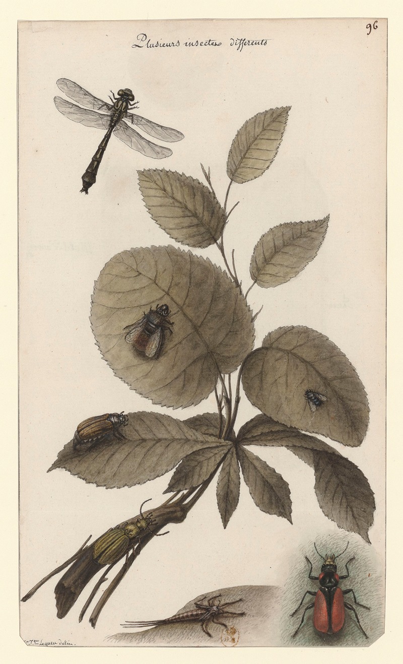 Jean Jacques Lequeu - Plusieurs insectes différents