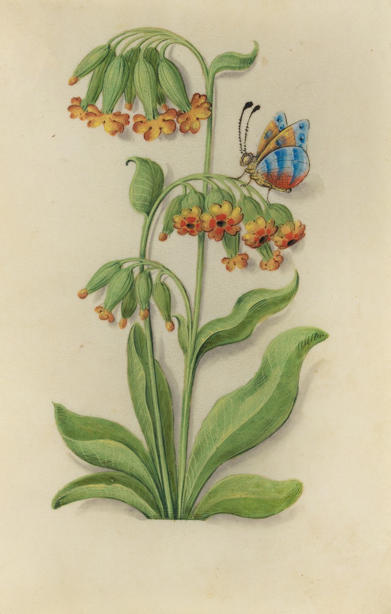 Master of Claude de France - St. Peter’s Keys (Primula veris) with a blue, orange and red butterfly
