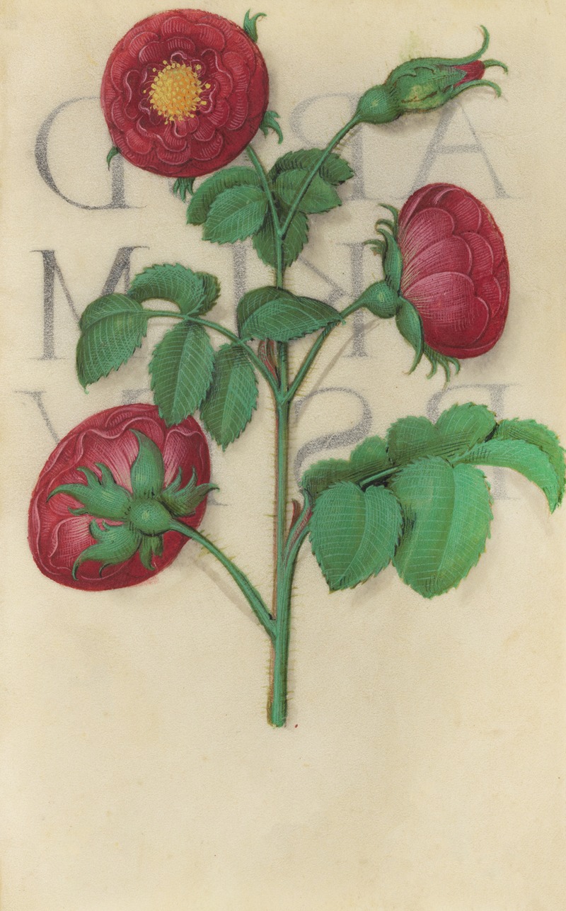 Master of Claude de France - Apothecary Rose (Rosa gallica)