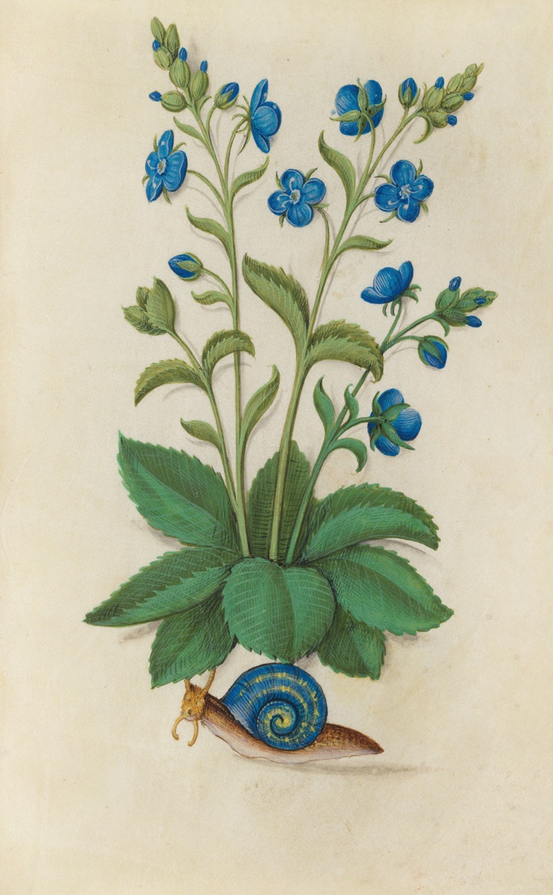 Master of Claude de France - Speedwell (Veronica chamaedrys) with a grapevine snail in a blue shell