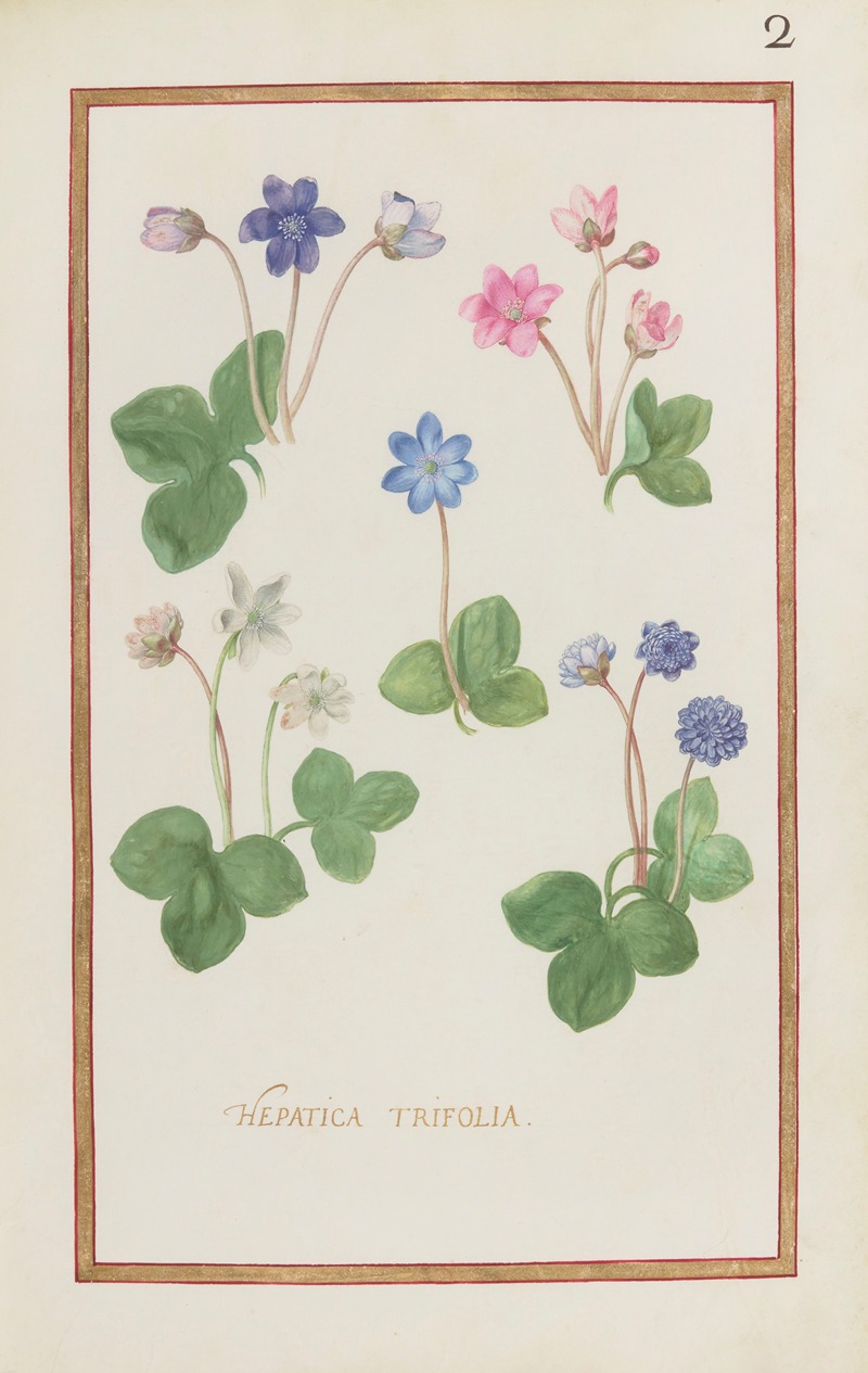 Daniel Rabel - Hepatica trifolia
