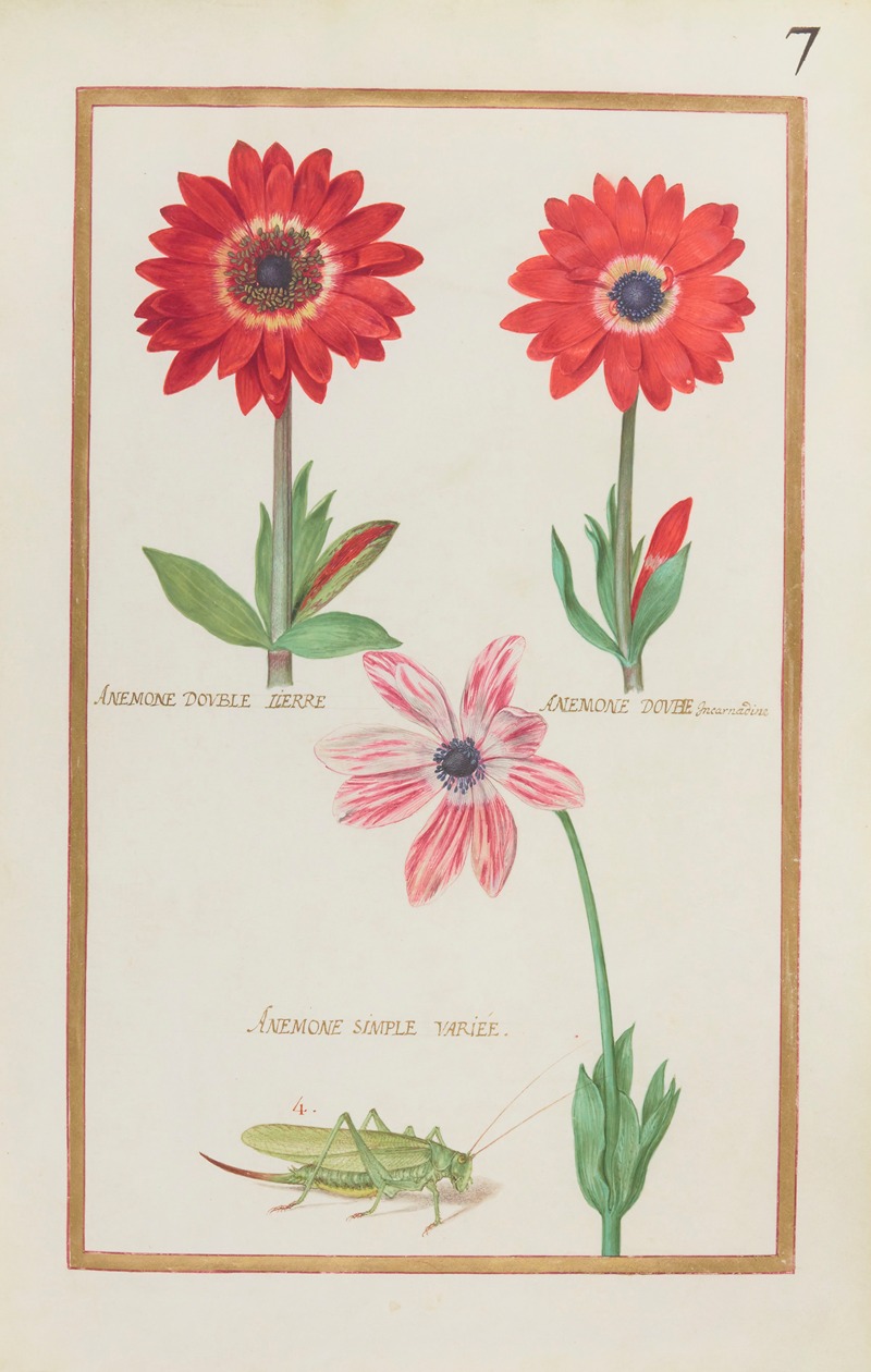 Daniel Rabel - Anemone double lierre ; anemone double incarnadine ; anemone simple variée