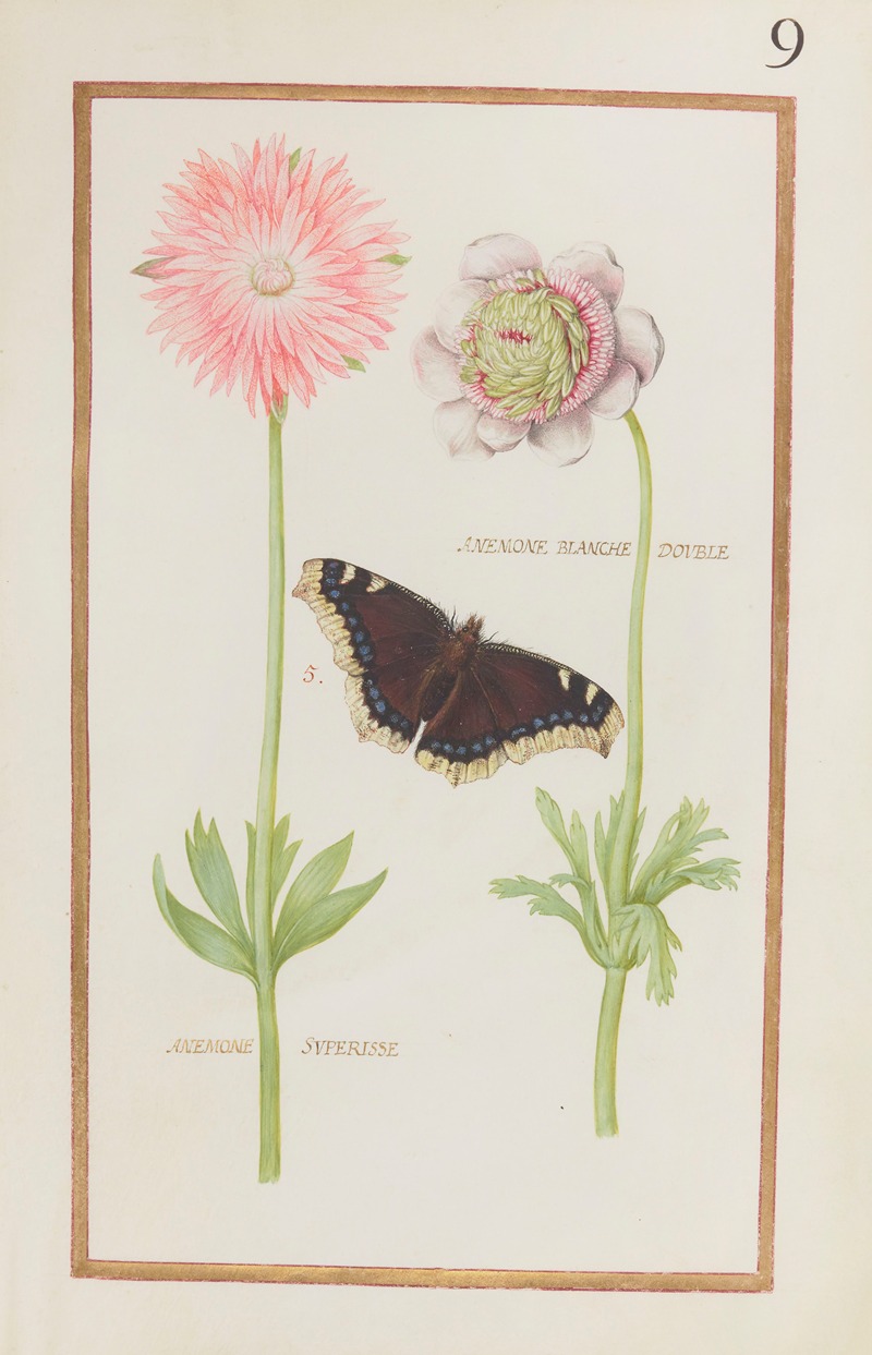 Daniel Rabel - Anemone blanche double ; anemone superisse