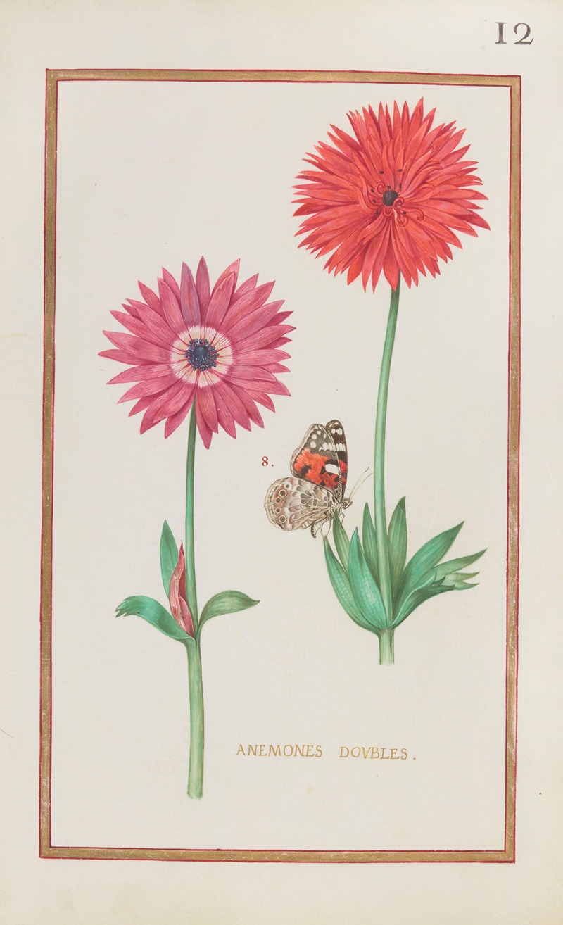 Daniel Rabel - Anemones doubles