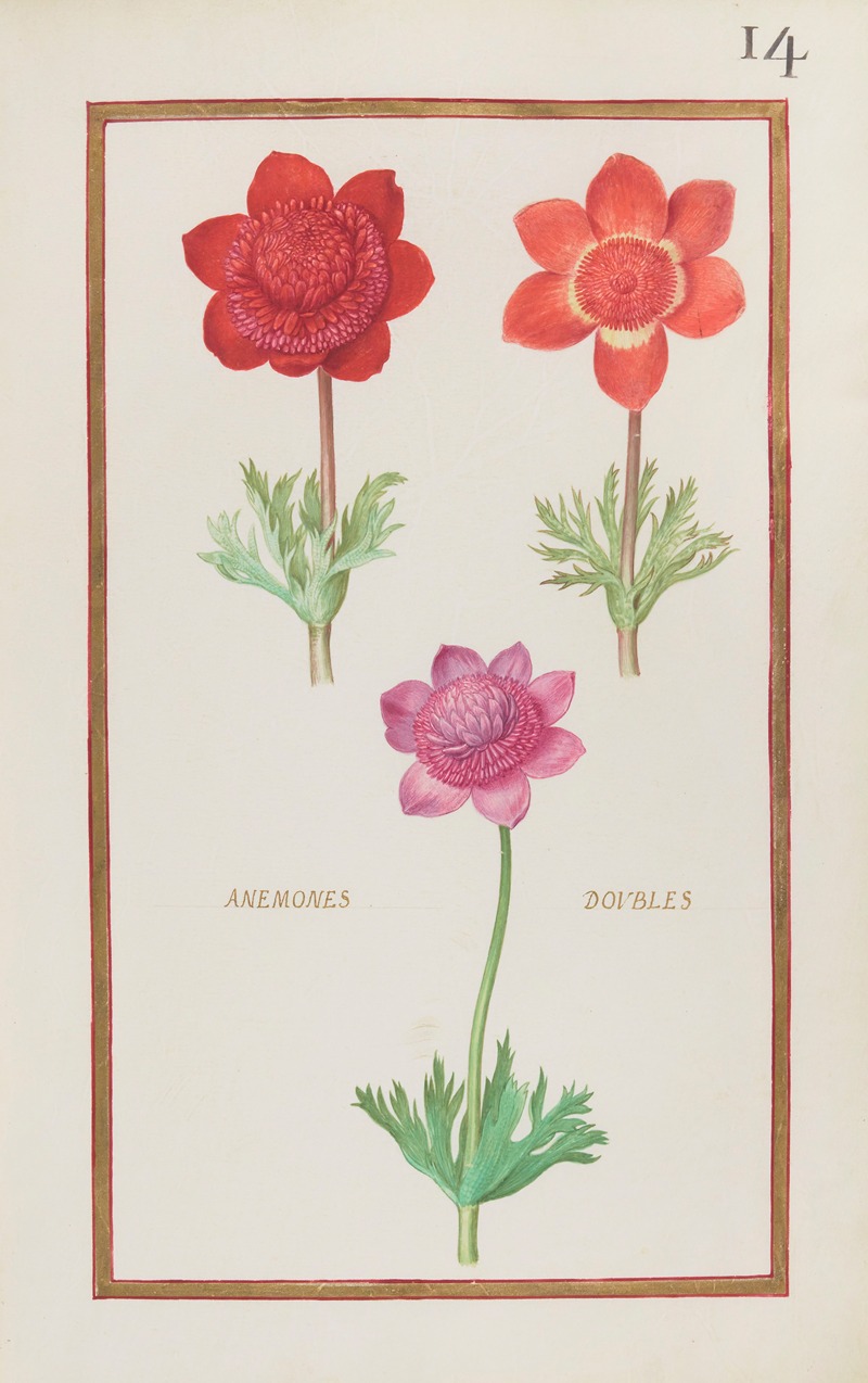 Daniel Rabel - Anemones doubles
