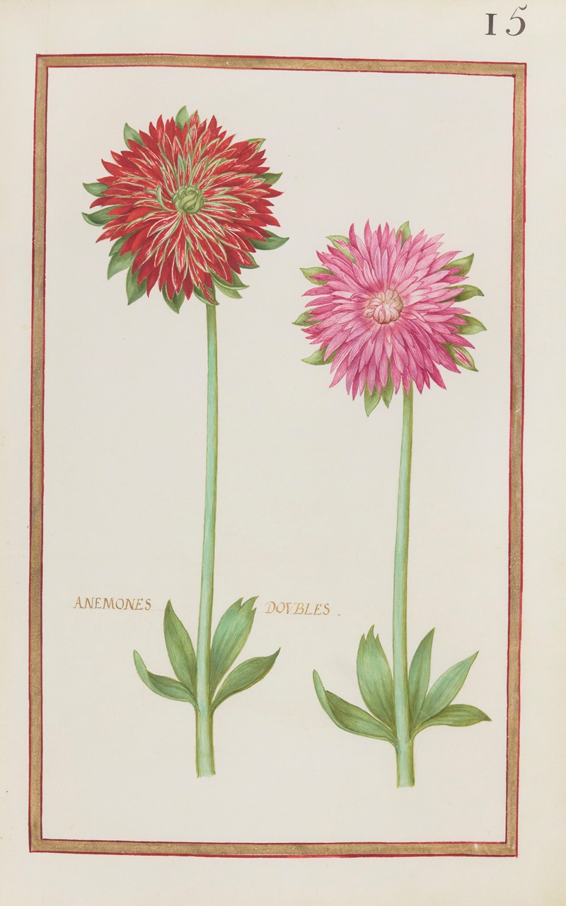 Daniel Rabel - Anemones doubles