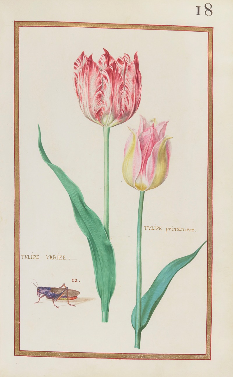 Daniel Rabel - Tulipe variee ; tulipe printaniere