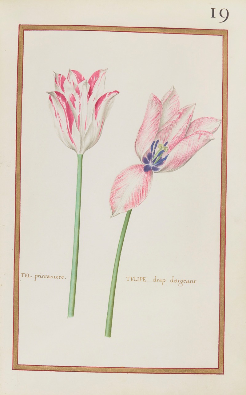 Daniel Rabel - Tul. printaniere ; tulipe drap dargeant