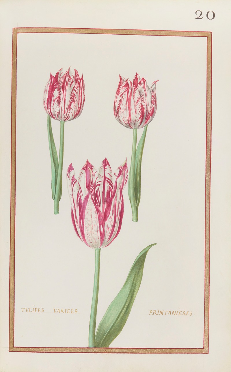 Daniel Rabel - Tulipes variees printanieres