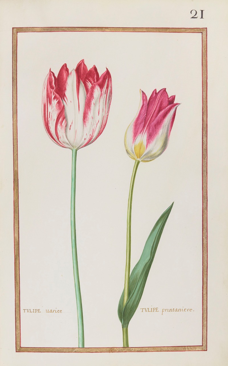 Daniel Rabel - Tulipe variee ; tulipe printaniere