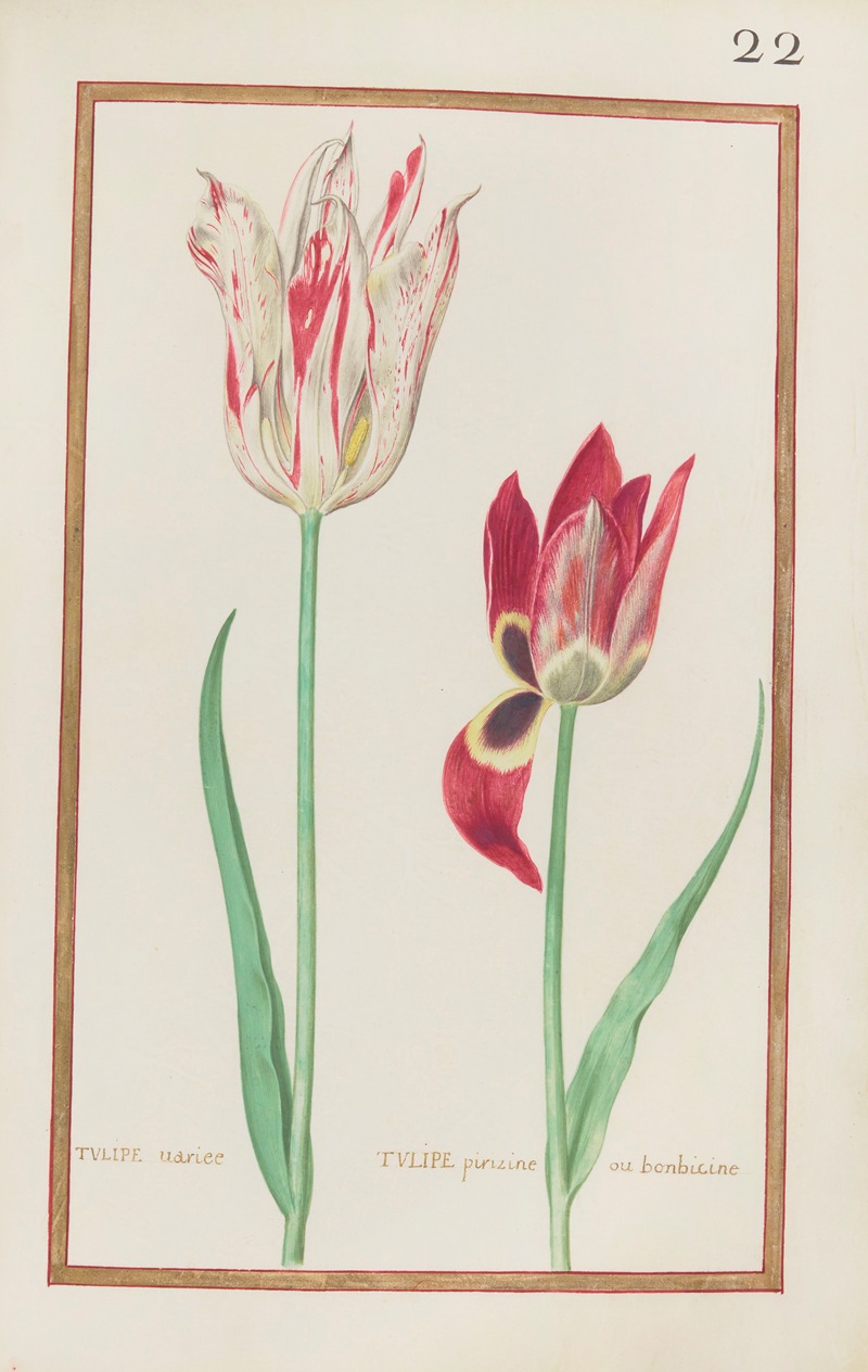 Daniel Rabel - Tulipe variee ; tulipe pirizine ou bonbicine