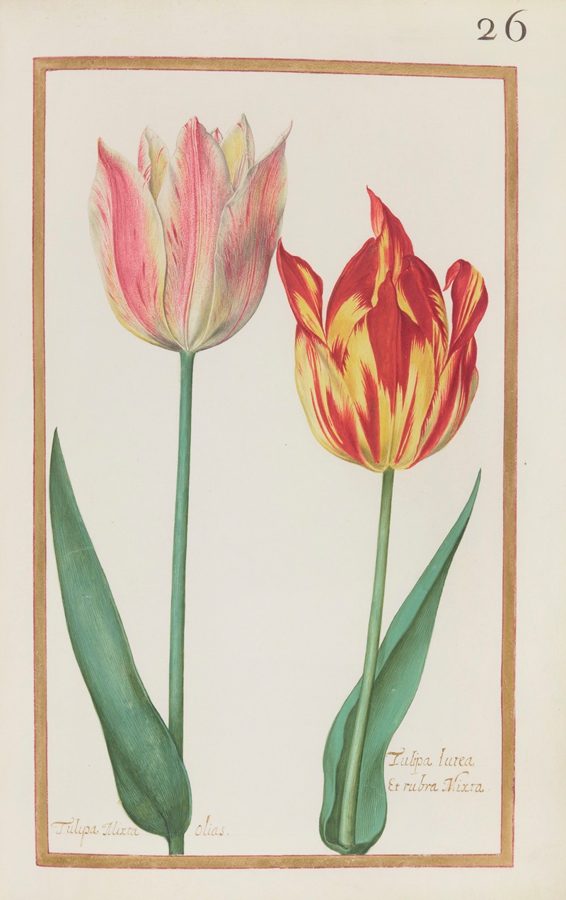 Daniel Rabel - Tulipa mixta olias ; tulipa lutea et rubra mixta