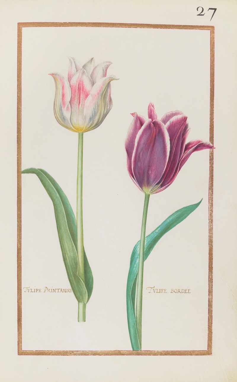 Daniel Rabel - Tulipe printanire ; tulipe bordee