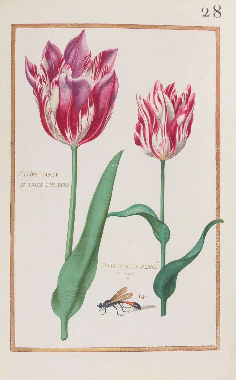Daniel Rabel - Tulipe variée de trois couleurs ; tulipe foitée blanche et rouge