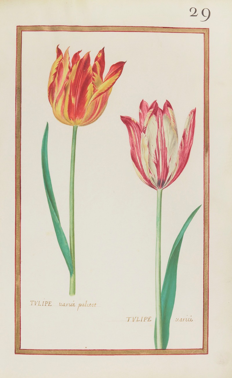 Daniel Rabel - Tulipe variée paletot ; tulipe variée