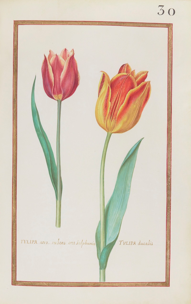 Daniel Rabel - Tulipa atro. rubens oris sulphureis ; tulipa ducalis