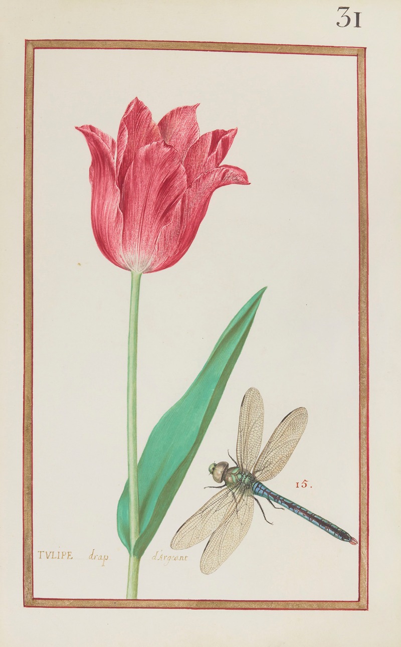 Daniel Rabel - Tulipe drap d’argeant