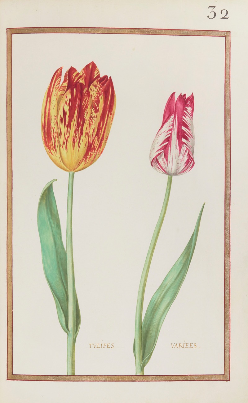 Daniel Rabel - Tulipes variees