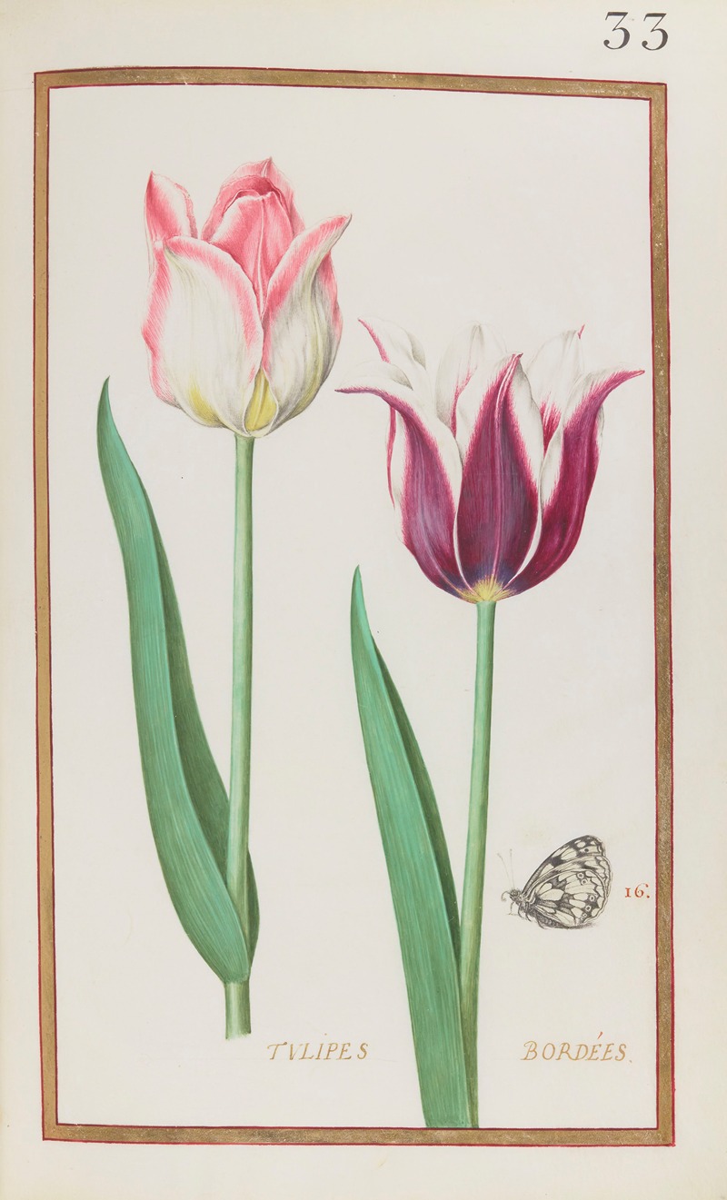 Daniel Rabel - Tulipes bordées