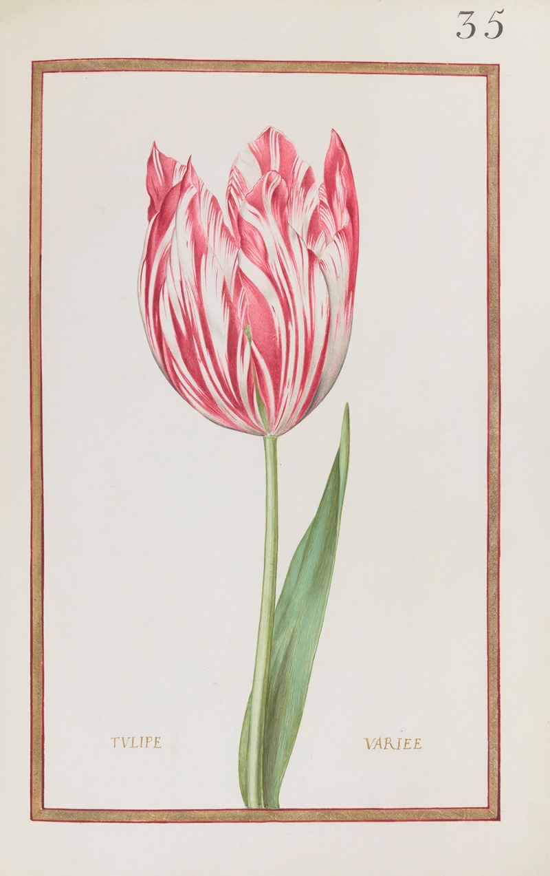 Daniel Rabel - Tulipe variée